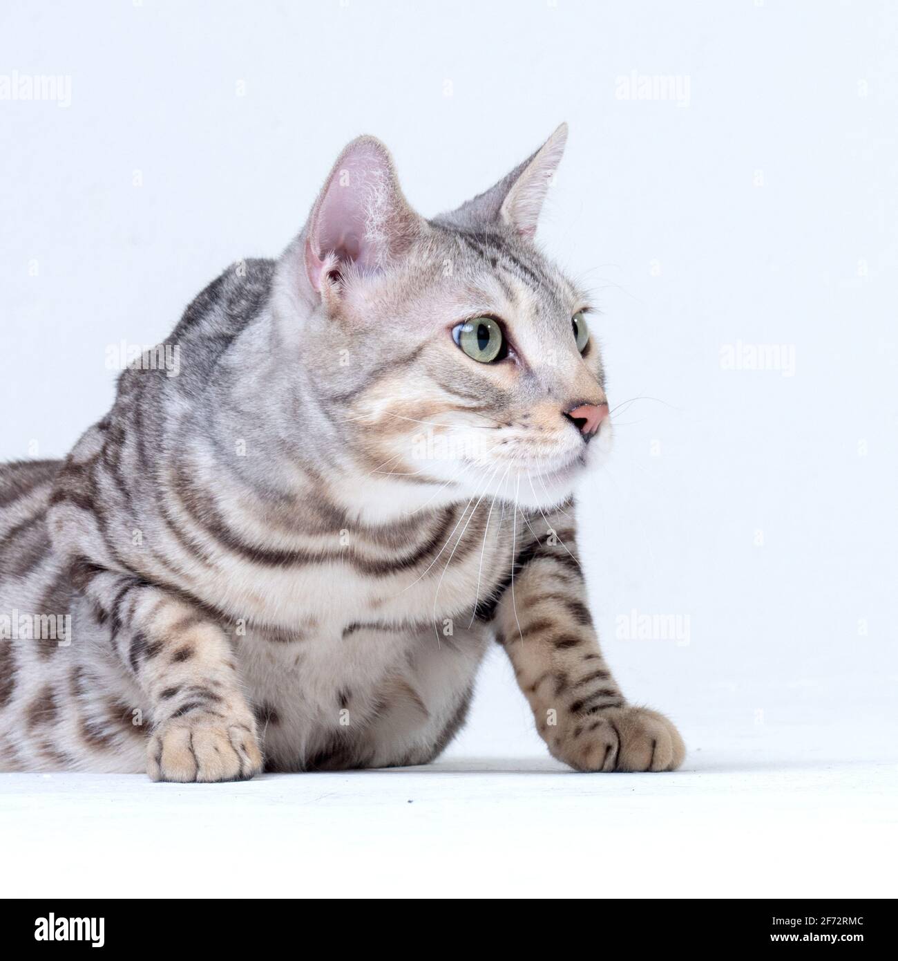 Silver Bengala Cat in studio Foto Stock