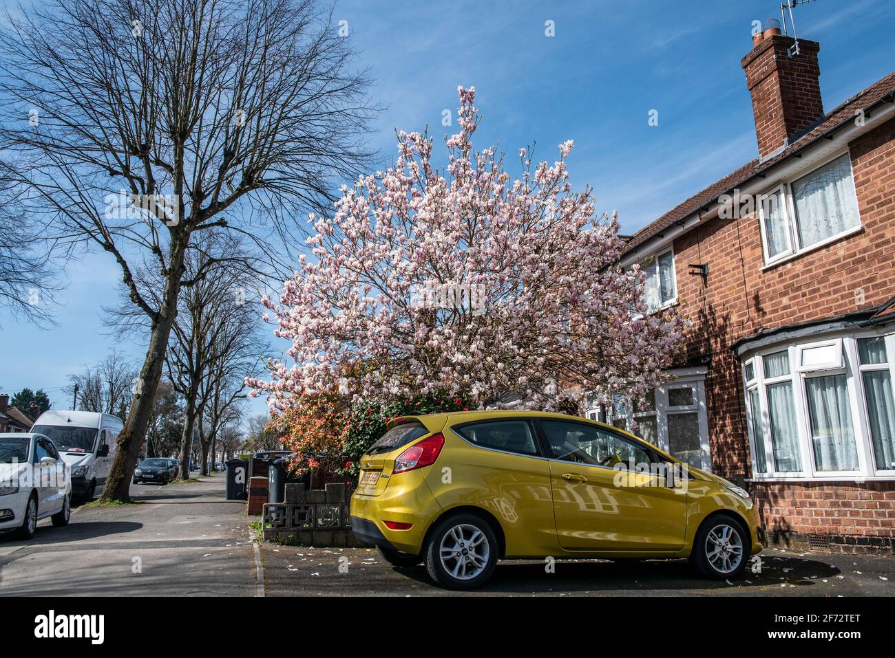 Birmingham, West Midlands, Regno Unito. 4 aprile 2021. Un albero in fiore di ciliegi abbellisce una tenuta nella zona di Great Barr nel nord di Birmingham, come il sole splende la domenica di Pasqua. Credit: Ryan Underwood / Alamy Live News Foto Stock