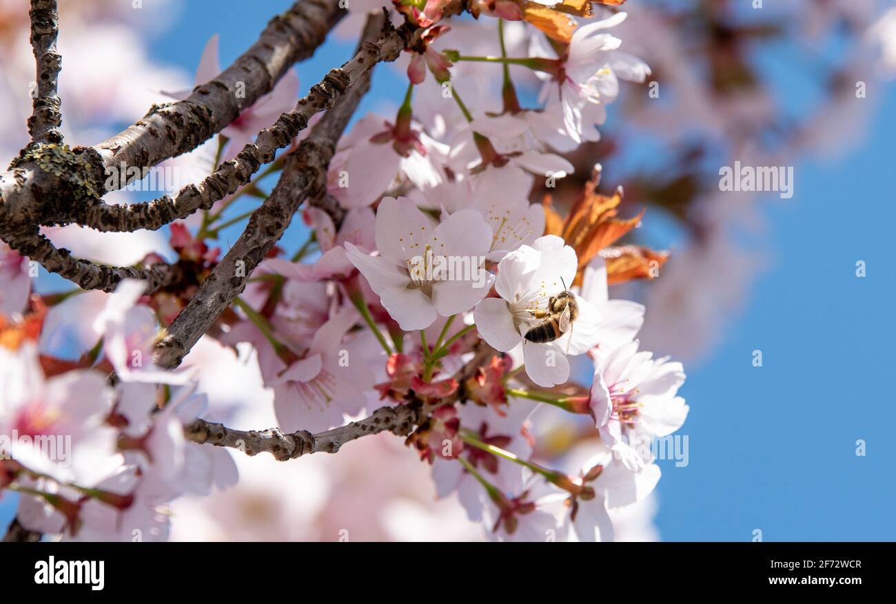 Birmingham, West Midlands, Regno Unito. 4 aprile 2021. Un'ape si ubriaca sul nettare da un albero di fiori di ciliegia in una soleggiata Domenica di Pasqua. Credit: Ryan Underwood / Alamy Live News Foto Stock