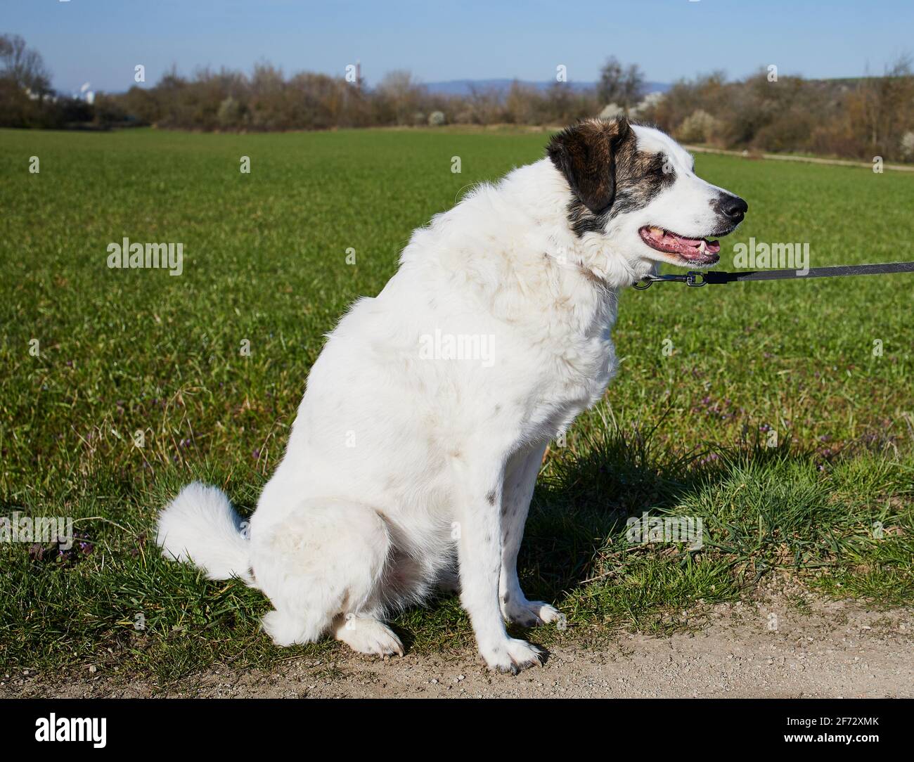 cane bianco su un guinzaglio in campo Foto Stock