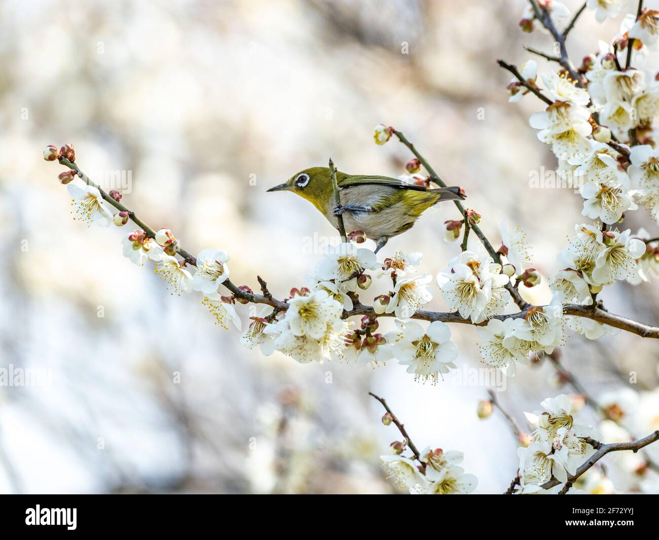 Un bianco-occhio giapponese, chiamato anche un bianco-occhio Warbling o bianco-occhio di montagna, Zosterops japonicus, si annoverano tra i fiori di susina della primavera iniziale Foto Stock Un bianco-occhio giapponese, chiamato anche un bianco-occhio Warbling o bianco-occhio di montagna, Zosterops japonicus, si annoverano tra i fiori di susina della primavera iniziale Foto Stock