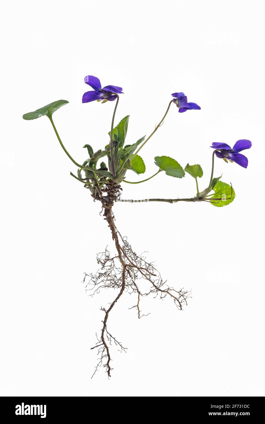 Viola di legno (Viola odorata) su terreno bianco, Germania Foto Stock