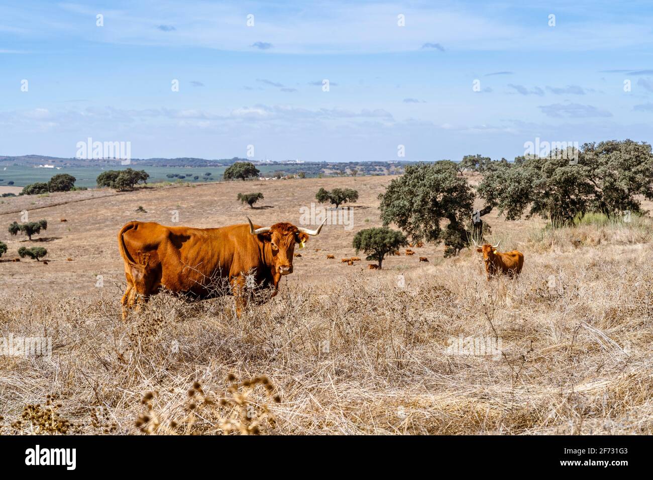 Vacche rosse che grassano su prati asciutti tra gli alberi di sughero di Alentejo, Portogallo Foto Stock