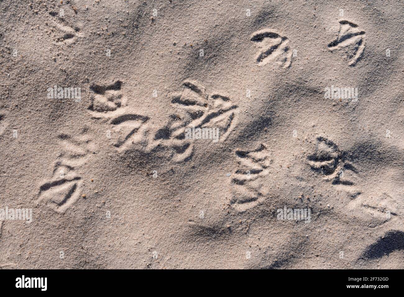 Tracce di uccelli, tracce di gabbiano nella sabbia, Sylt, Schleswig-Holstein, Germania Foto Stock