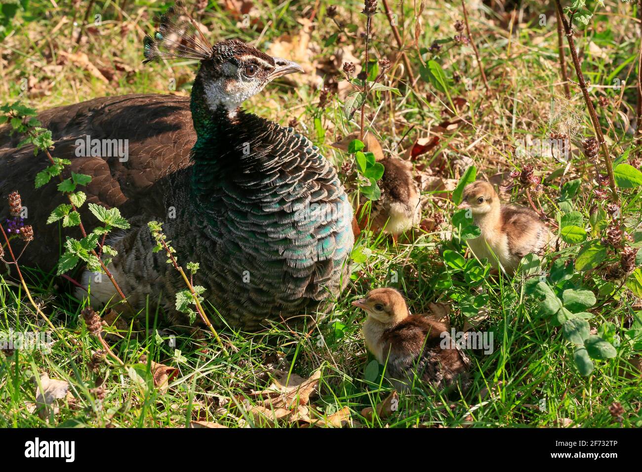 Gallina di pavone con pulcini di 1 giorno (Pavo cristatus) Foto Stock