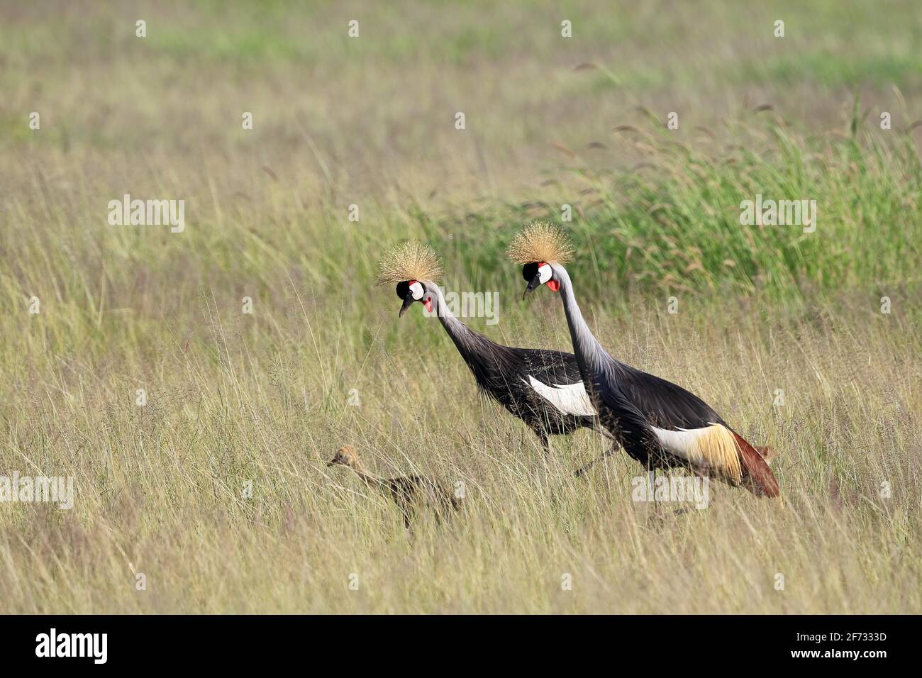 Gru coronata, gru coronate (Baleari pavonina), uccello adulto, coppia, pulcini, Parco Nazionale Amboseli, Kenya Foto Stock