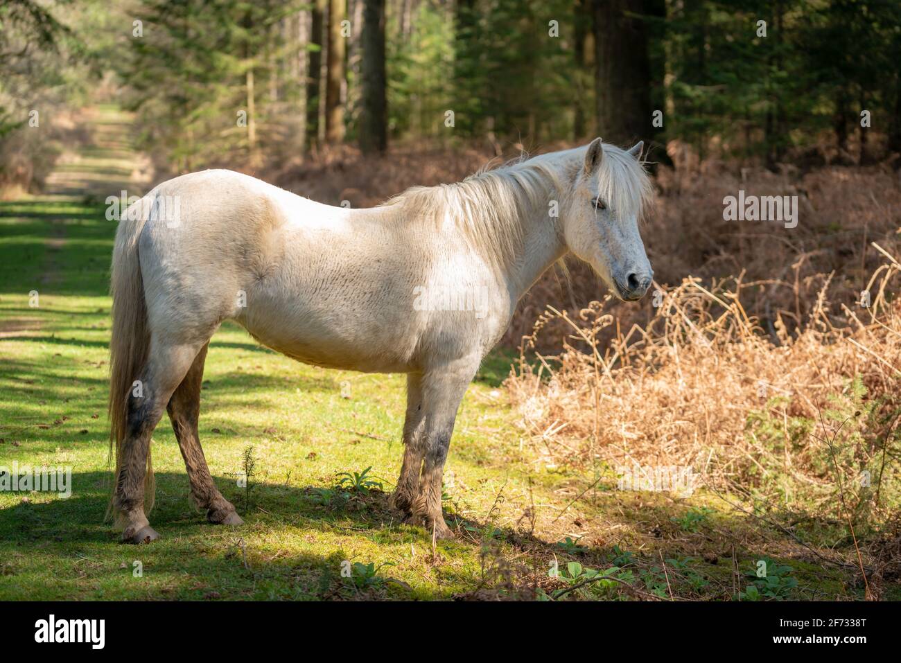 La New Forest, Regno Unito. Domenica 4 aprile 2021. Pony selvatici passeggiata attraverso la New Forest in Hampshire, Regno Unito. Credit: Thomas Faull/Alamy Live News Foto Stock
