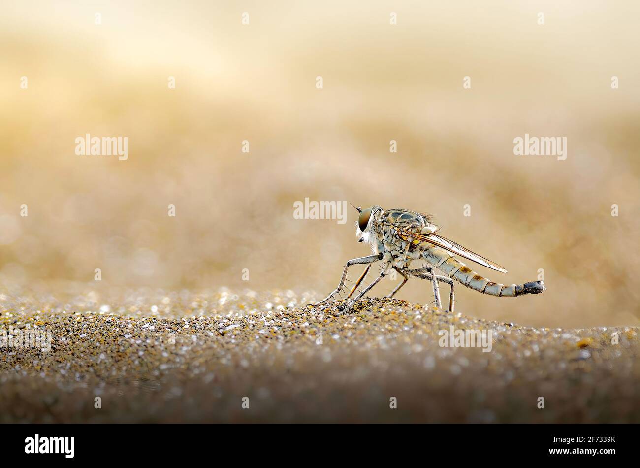 Robberfly nella sabbia, Assassin vola nella sabbia Foto Stock