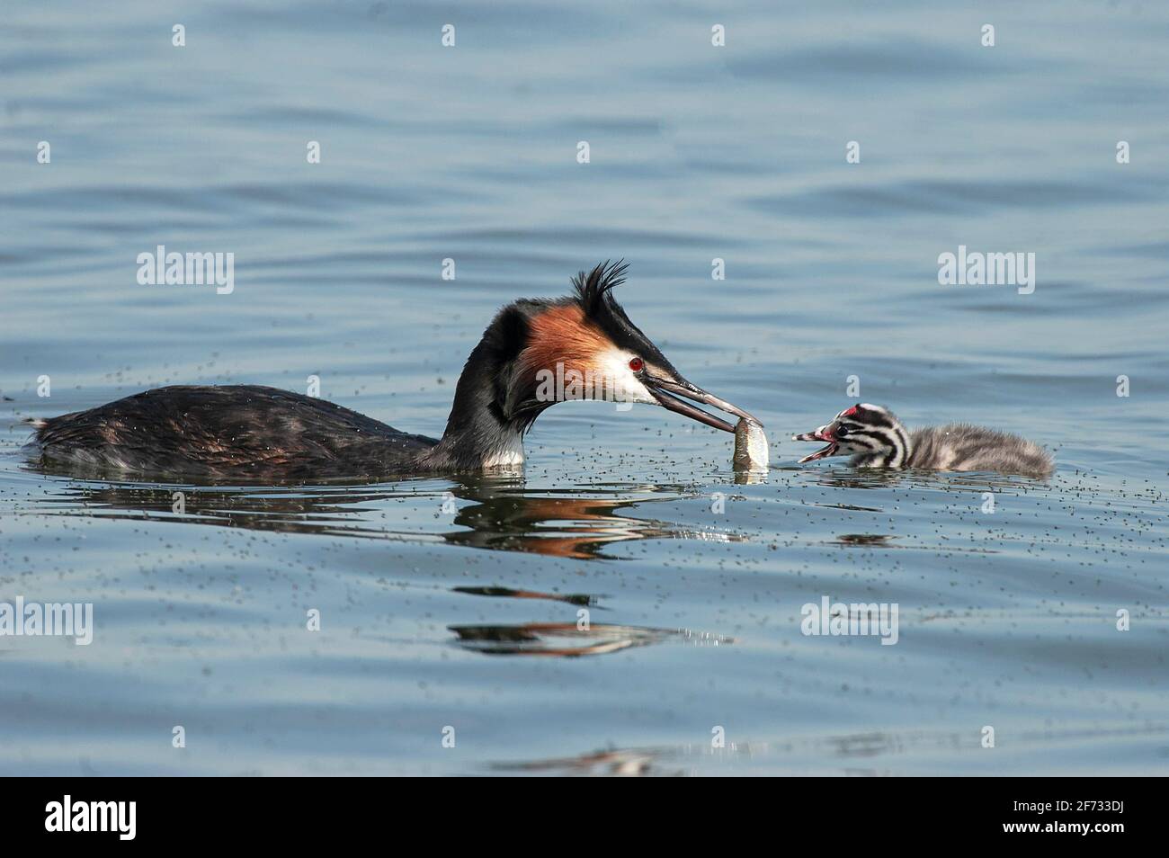 Grande grebe crestato (Podiceps cristatus) che alimenta il giovane uccello con un pesce, bassa Sassonia, Germania Foto Stock