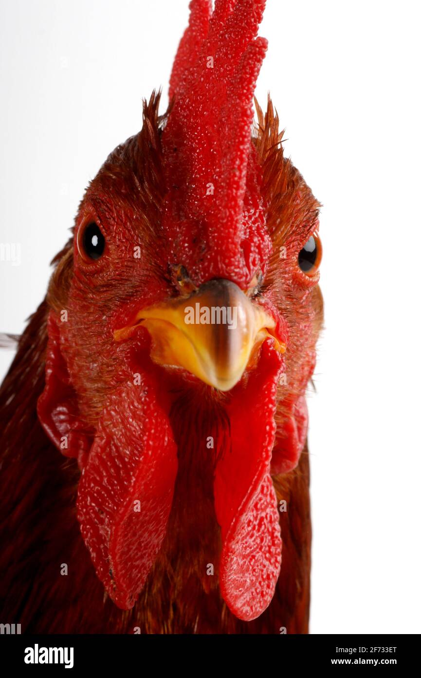 Bantam roster, Welsum bantam roster, ruggine partridge, gallo, cazzo Foto Stock