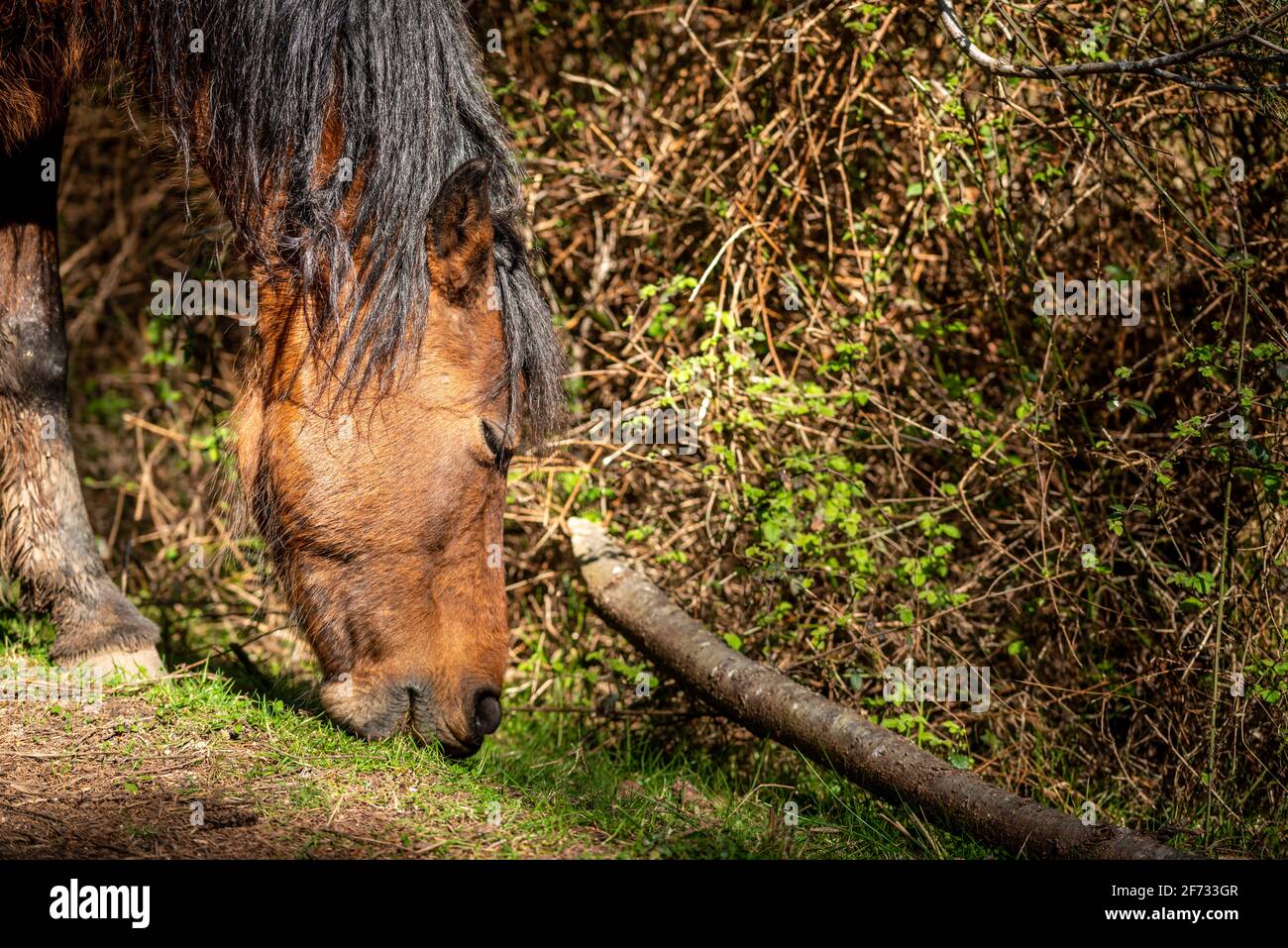 La New Forest, Regno Unito. Domenica 4 aprile 2021. Pony selvatici passeggiata attraverso la New Forest in Hampshire, Regno Unito. Credit: Thomas Faull/Alamy Live News Foto Stock