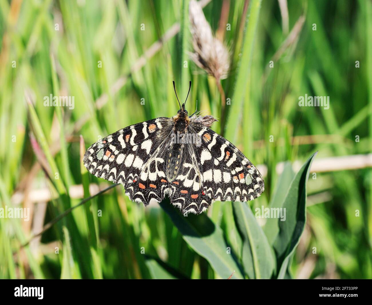 Festoon meridionale (Zerynthia polyxena), Estremadura, Spagna Foto Stock