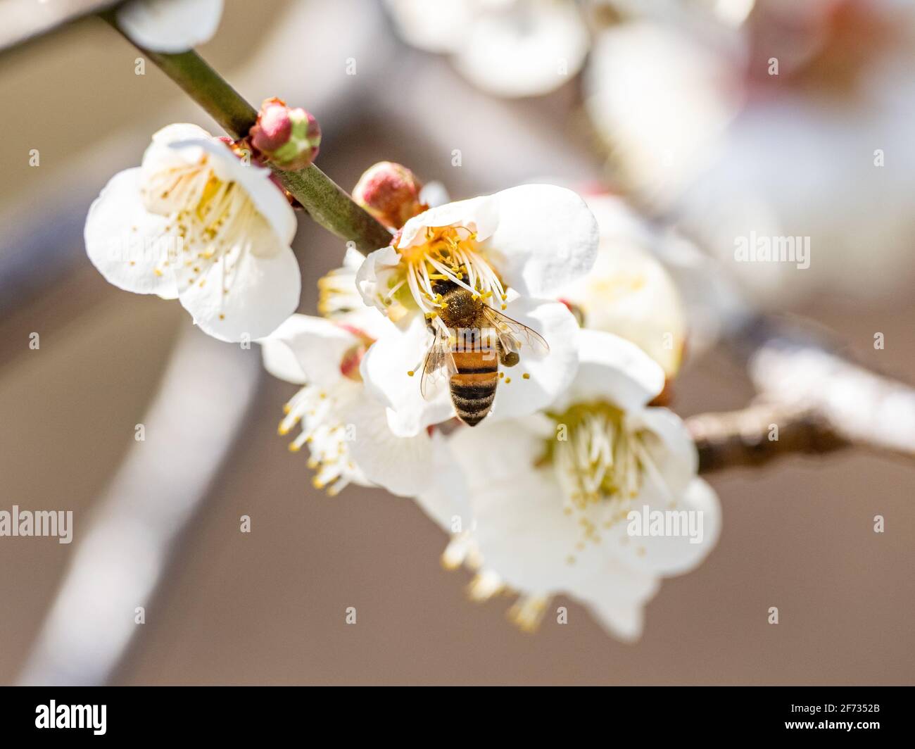 Un'ape di miele vola intorno alimentando e impollinando i fiori di prugna del lume in un frutteto di prugna vicino Yokohama, Giappone. Foto Stock Un'ape di miele vola intorno alimentando e impollinando i fiori di prugna del lume in un frutteto di prugna vicino Yokohama, Giappone. Foto Stock