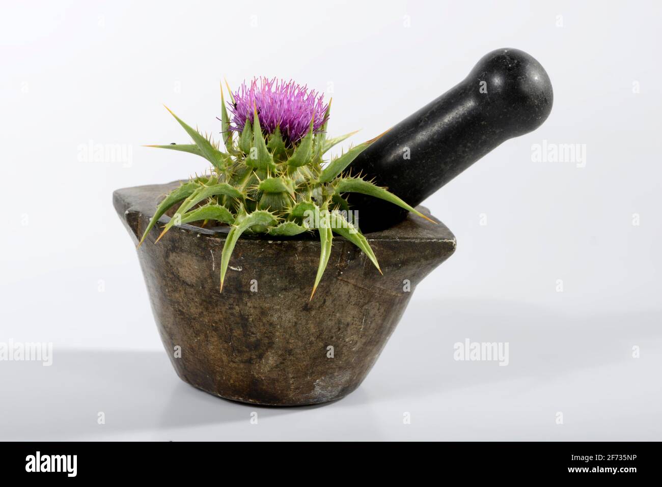 Carduus marianus, il cardo della febbre, il cardo della signora, il cardo (Silybum marianum), l'erba d'oca, Thistle Venere, Thistle bianco, mortaio Foto Stock