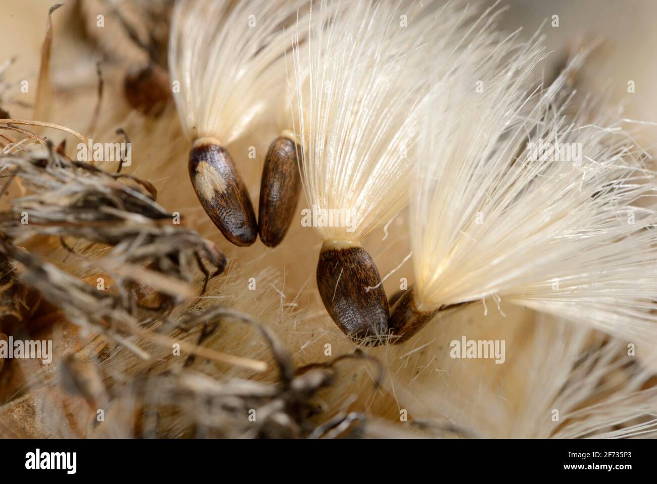 Carduus marianus, semi, cardano della febbre, cardano della signora, cardano medicinale (Silybum marianum), cardano della donna, semi, pere di ceci, erba d'oca, Venere Foto Stock