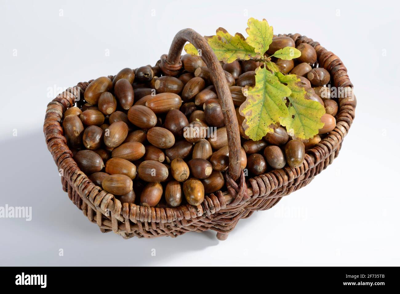 Acorni, quercia inglese, quercia inglese (Quercus robur), quercia, cesto Foto Stock