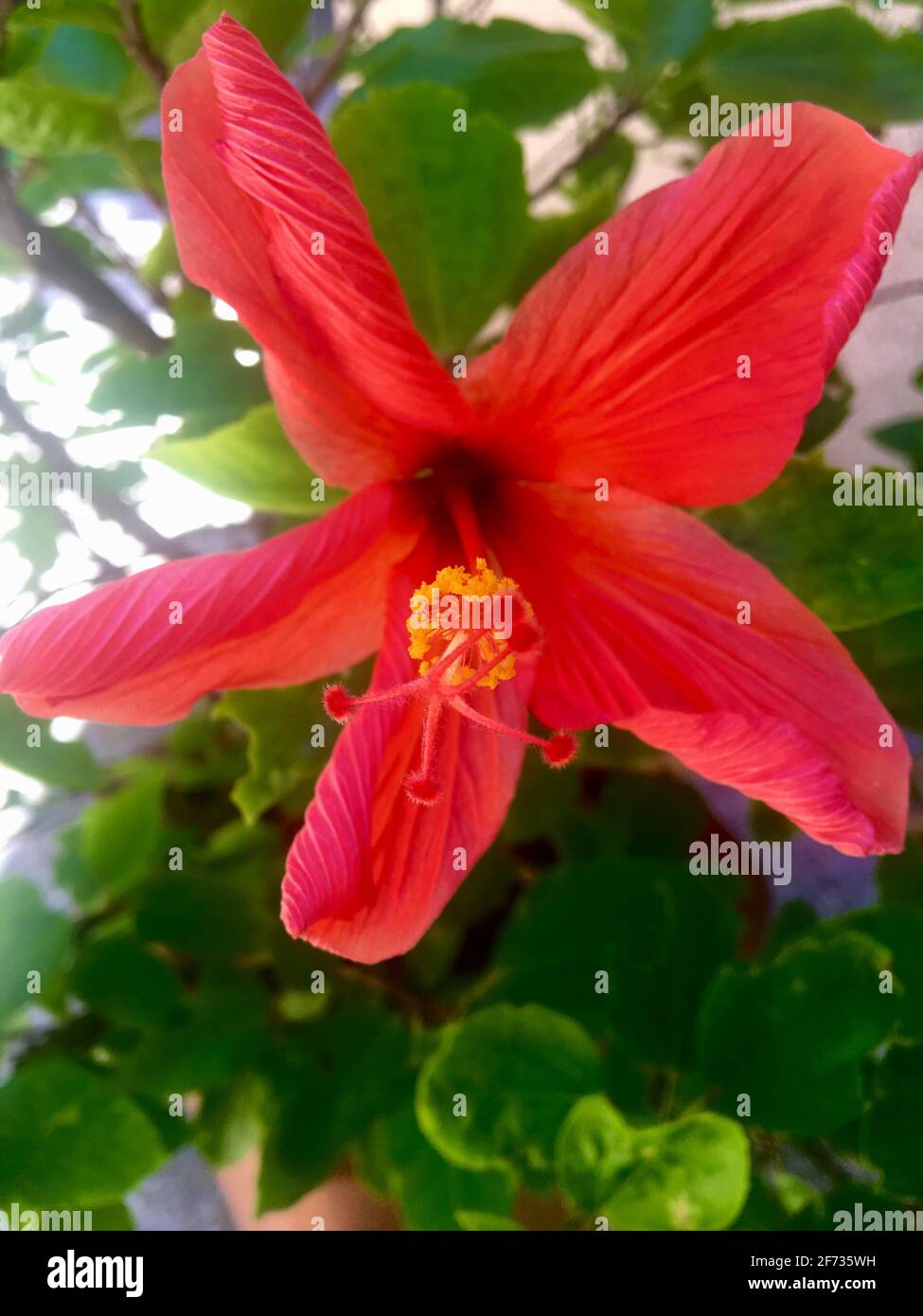 Fiore rosso. Ibisco Foto Stock