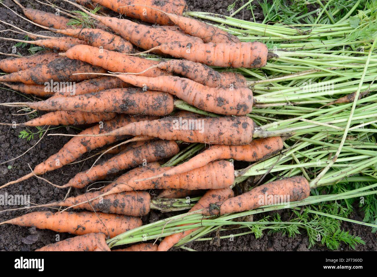 Carote appena raccolte, carote, carote, carote, carote, carote, Rapa, rapa (carota di Daucus), carota Foto Stock