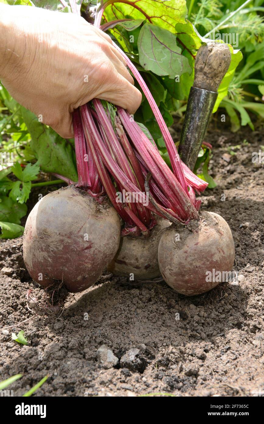 Barbabietola, barbabietola (Beta vulgaris) Foto Stock