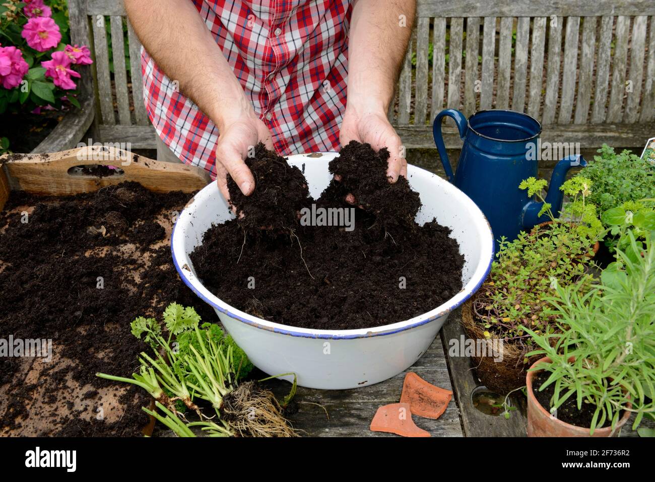 Piantagione di una pentola di piante con erbe, ripieno di terreno in vaso, basilico (Ocimum basilicum), prezzemolo (Petroselinum crispum), rosmarino (Rosmarino Foto Stock