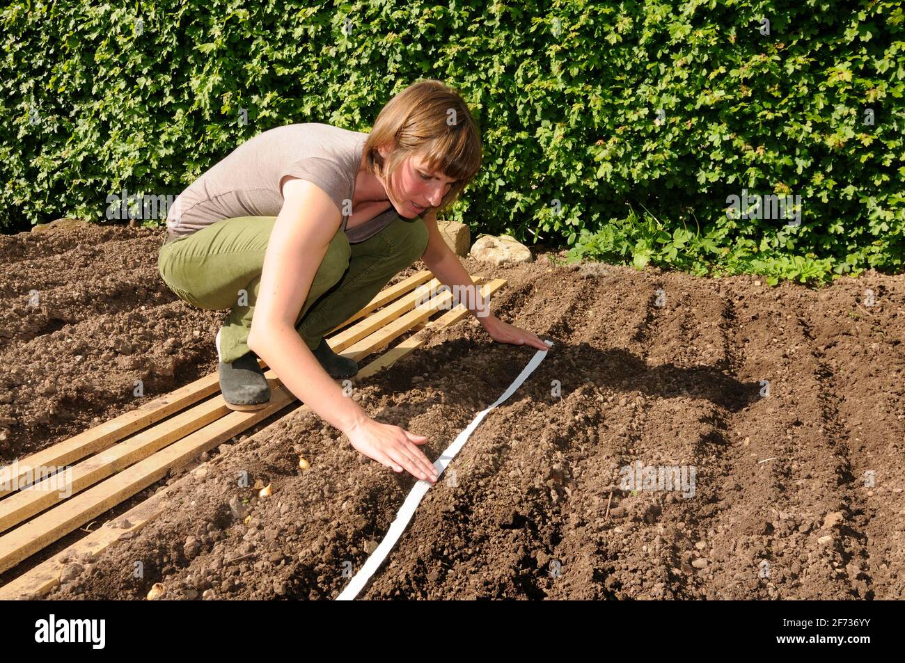 Giardino organico, donna pone nastro di seme per carote Foto Stock