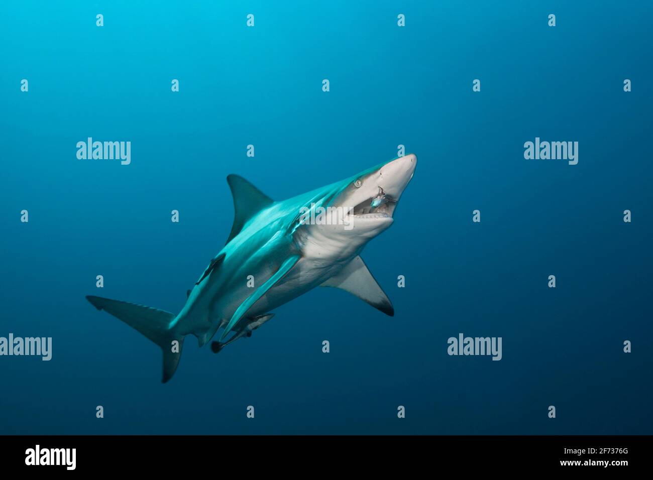 Dark Tip (Carcharhinus limbatus), Aliwal Shoal, Oceano Indiano, Sudafrica Foto Stock