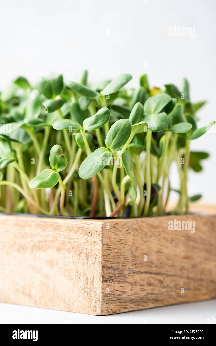 Micro green in scatola di legno. Crescita agricola domestica, germogli microsverde piantine Foto Stock