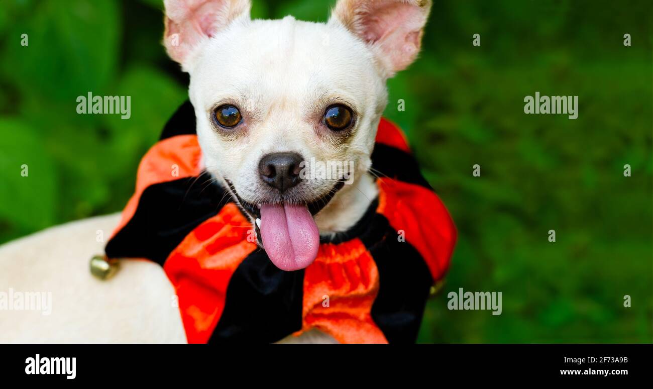 Un cane felice osservante è all'aperto con UN costume e. È più che altro nel formato immagine verticale Foto Stock