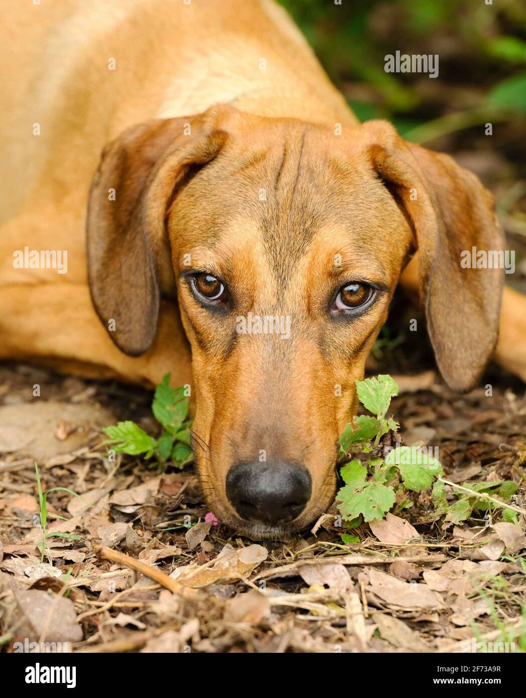 Un cane triste sta osservando depresso nel formato verticale dell'immagine Foto Stock