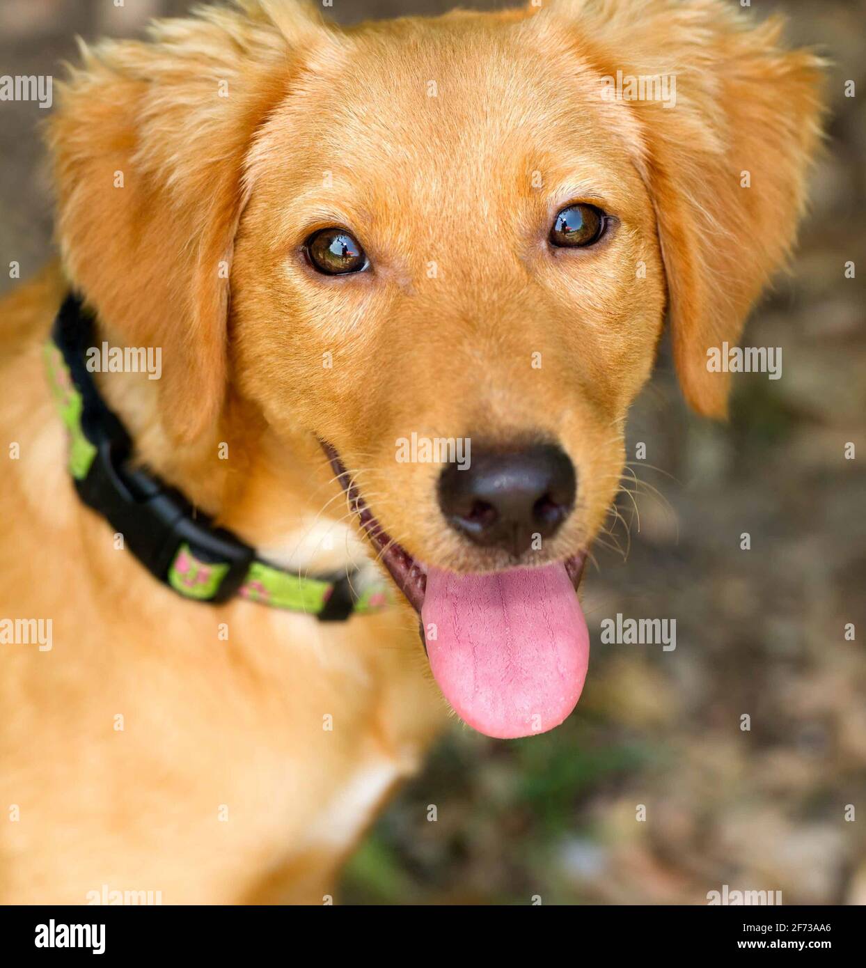 Un cane che guarda felice è all'aperto con la sua lingua fuori In formato immagine verticale Foto Stock