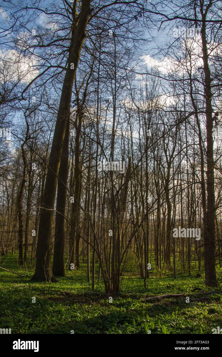 Bruxelles - Belgio - 27 marzo 2021 : la foresta di Laerbeek è una faggeta di 33 ettari situata a Jette, a nord-ovest di Bruxelles. Appartiene alla CA di Bruxelles Foto Stock