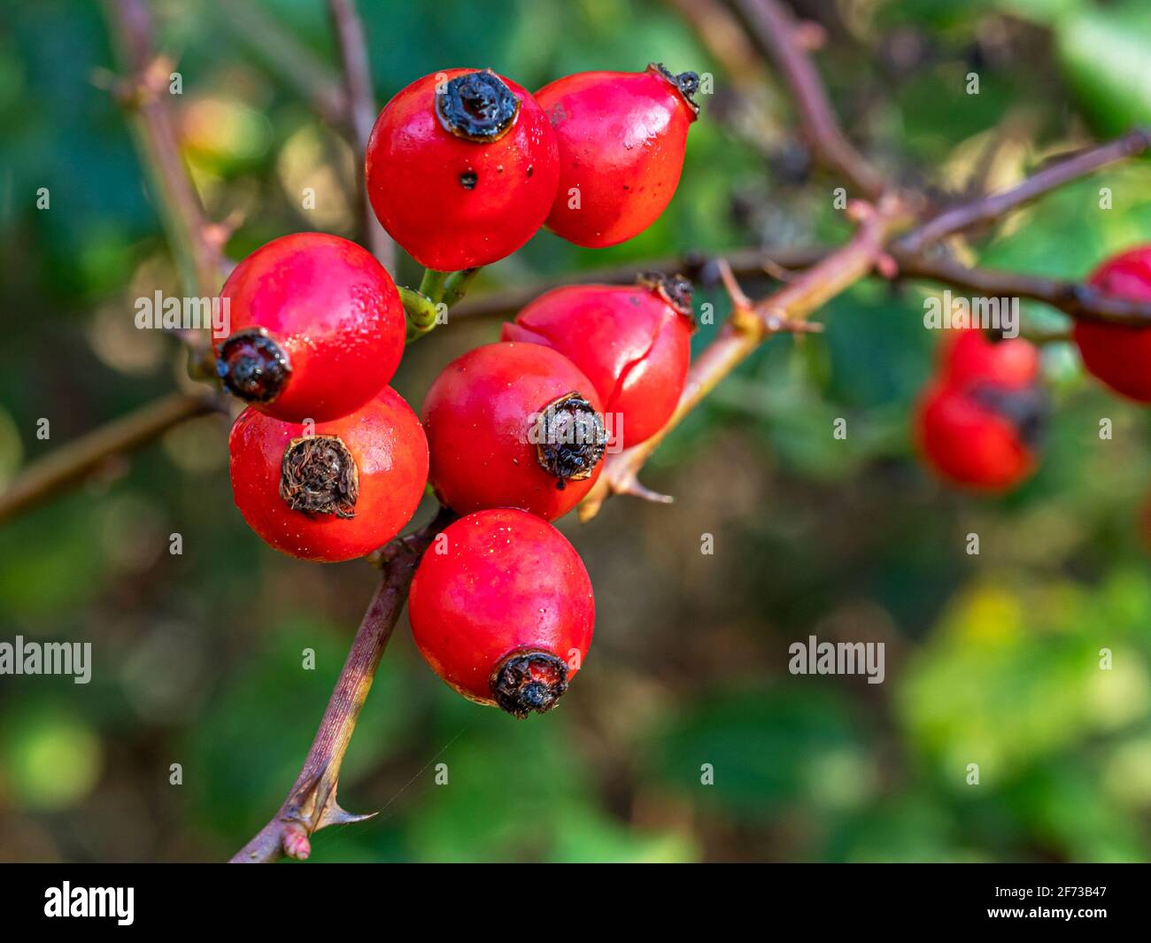 Closeup di rose rosse in inverno Foto Stock