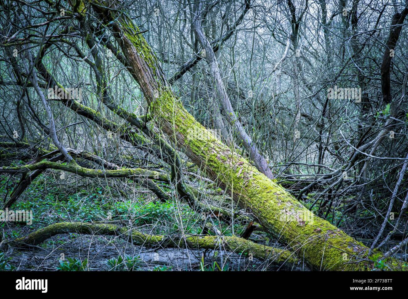 Un albero nella foresta, all'inizio della stagione primaverile in Inghilterra Foto Stock