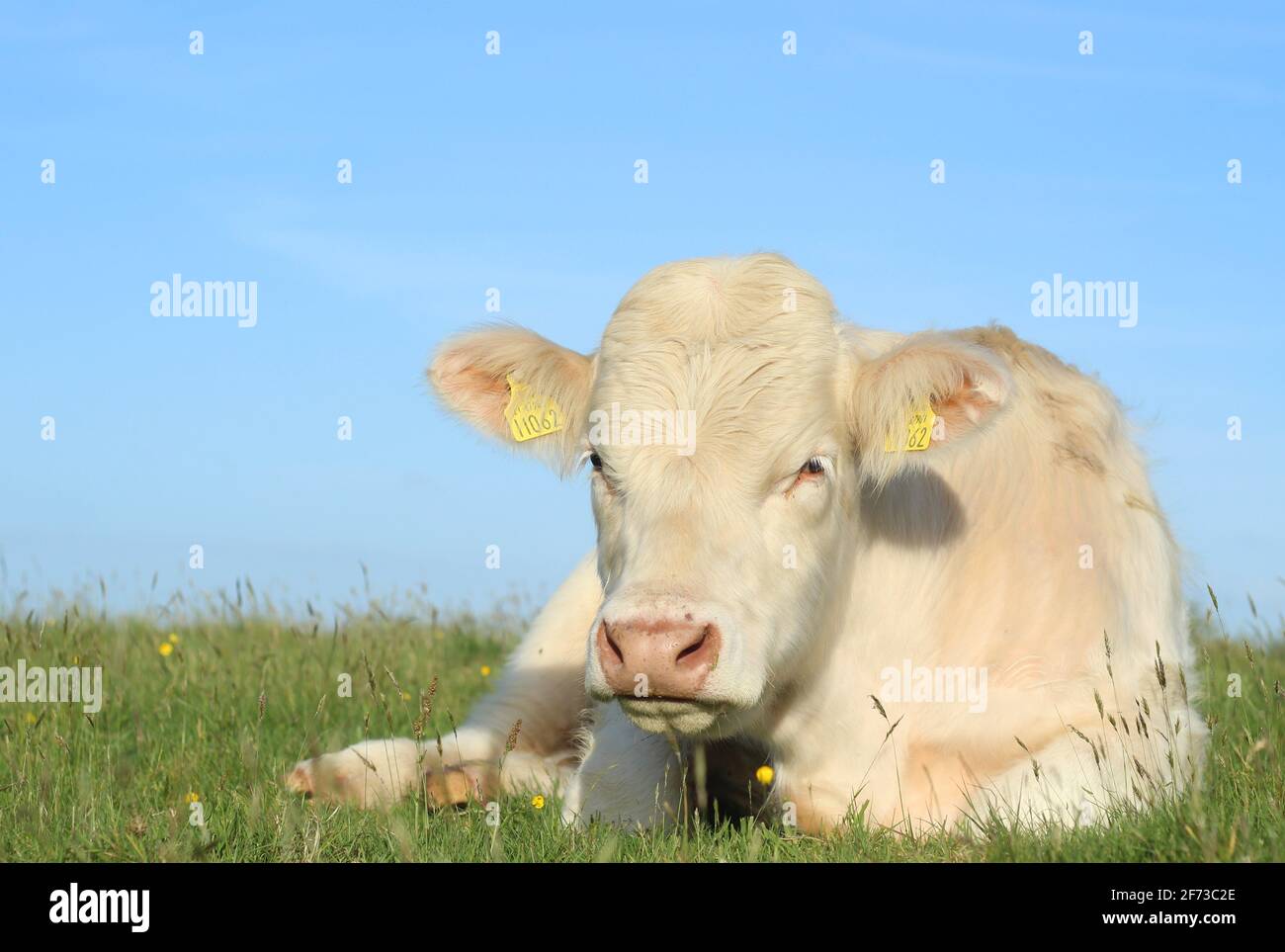 Bovini: Torello di razza Charolais giacente su erba in campo su terreni agricoli in Irlanda rurale durante l'estate Foto Stock
