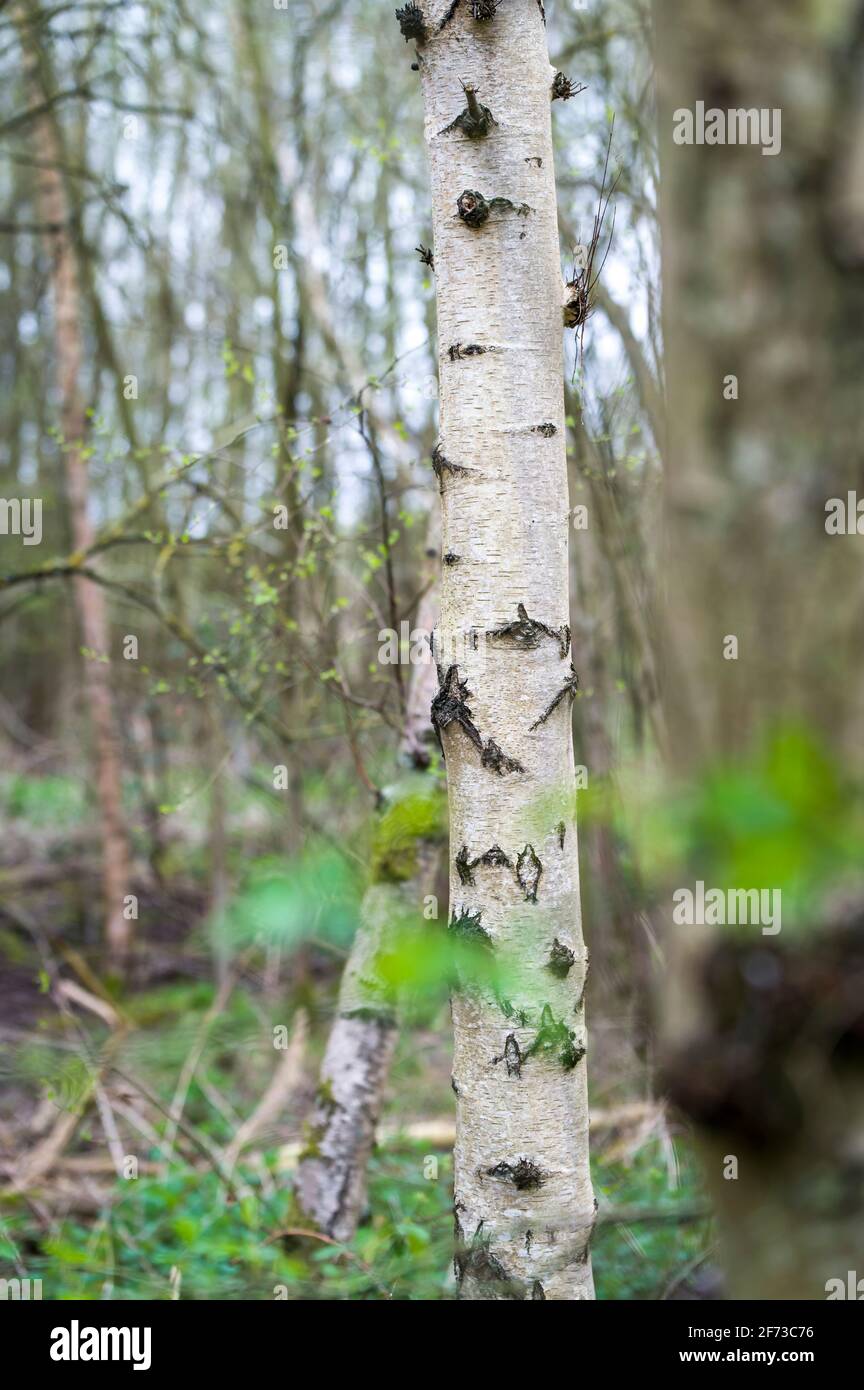 Un albero nella foresta, all'inizio della stagione primaverile in Inghilterra Foto Stock