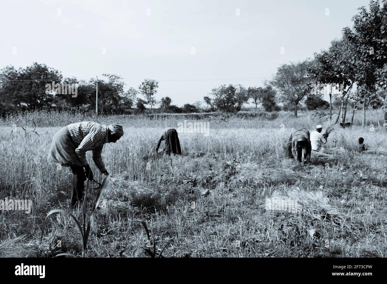 Agricoltori indiani che lavorano nel campo di grano nero e bianco selenio tono foto, Kalaburagi, Karnataka, India-Febbraio 12.2021 Foto Stock