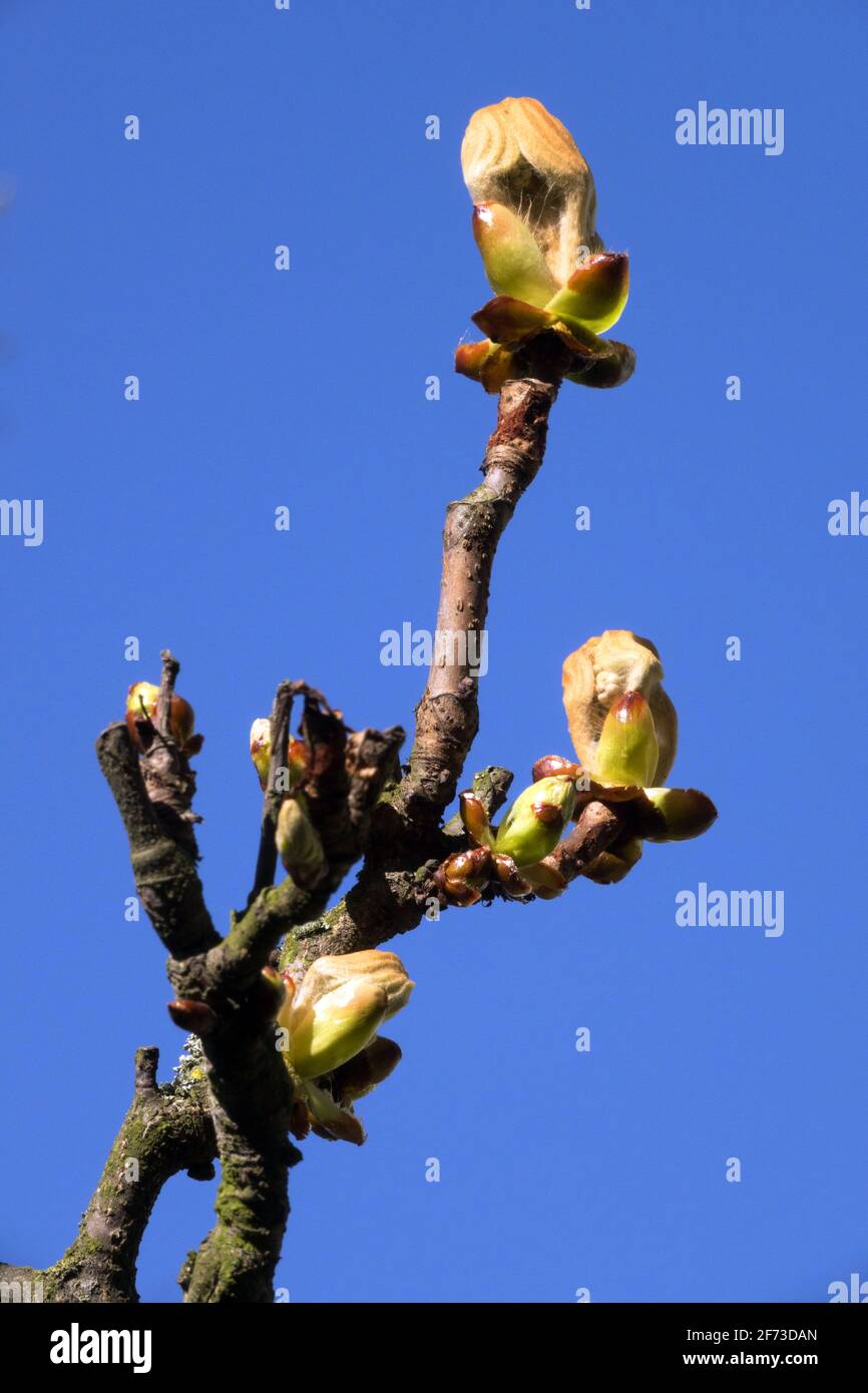 Germogli di castagno di cavallo contro il cielo blu sfondo Aesculus hippocastanum apertura lascia su un ramo Foto Stock