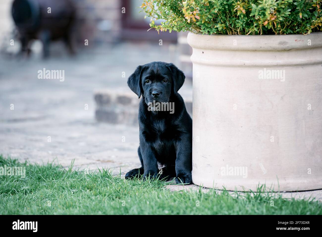 Cucciolo di Labrador nero di otto settimane giocando in un giardino Foto Stock