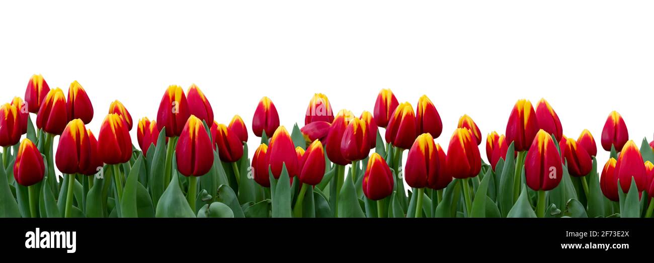 Banner con bordo rosso tulipani. Ciao concetto di primavera. Modello biglietto di auguri Foto Stock