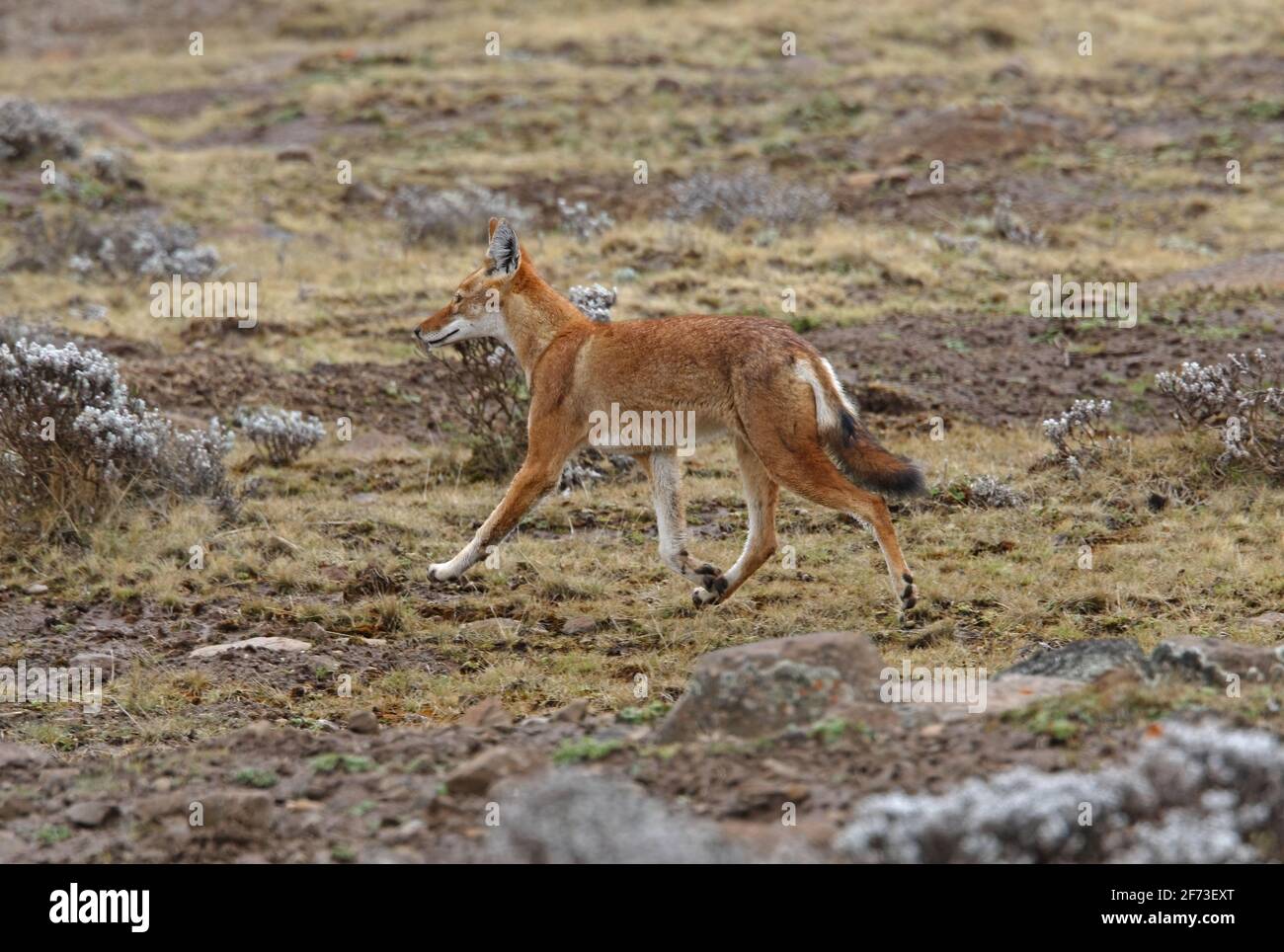 Lupo etiope (Canis simensis) alloro adulto sulla brughiera Bale Mountains NP, Etiopia Aprile Foto Stock