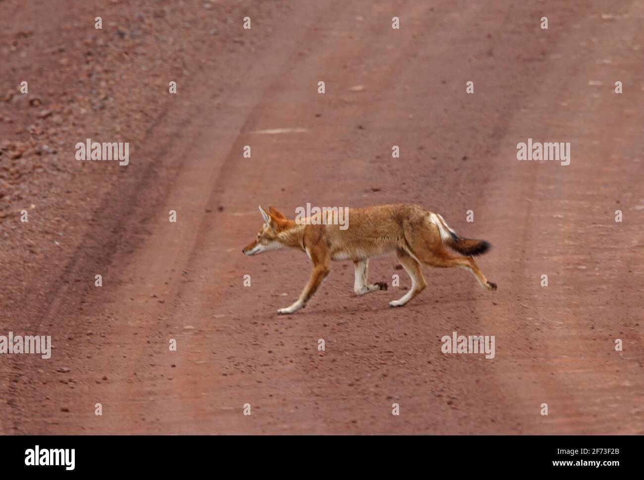 Lupo etiope (Canis simensis) adulto che corre su strada sterrata Bale Mountains NP, Etiopia Aprile Foto Stock