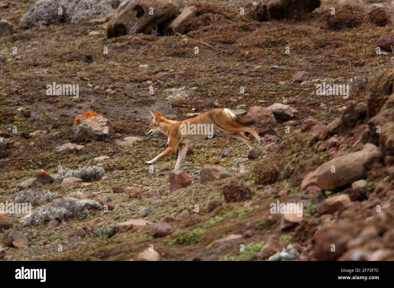 Lupo etiope (Canis simensis) adulto che corre sulla brughiera Bale Mountains NP, Etiopia Aprile Foto Stock