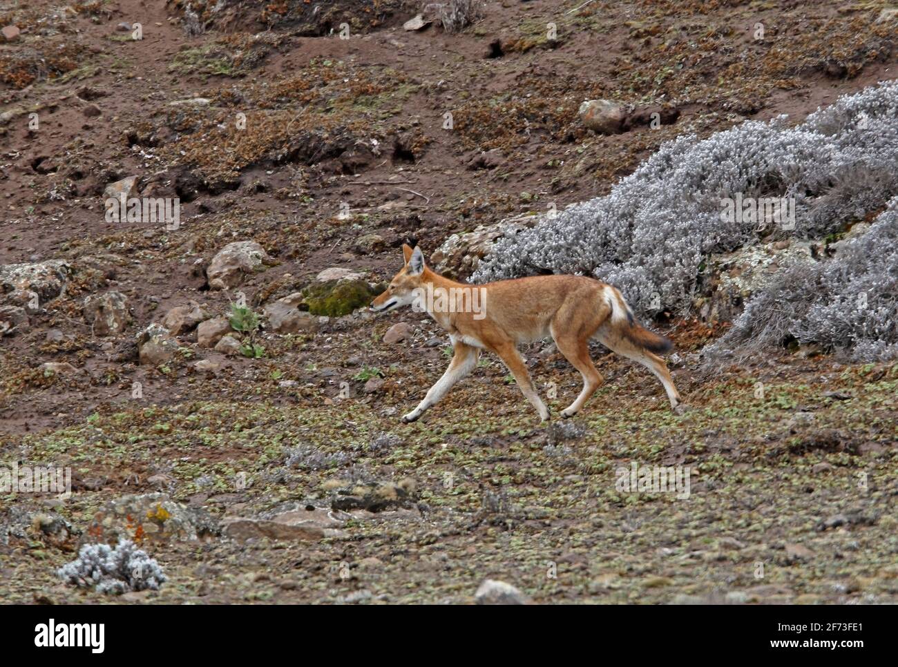 Lupo etiope (Canis simensis) alloro adulto sulla brughiera Bale Mountains NP, Etiopia Aprile Foto Stock