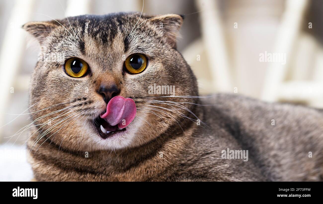 Il gatto le lecca le labbra. Il gatto scozzese di colore marrone si stacca  la lingua e leccano le labbra Foto stock - Alamy