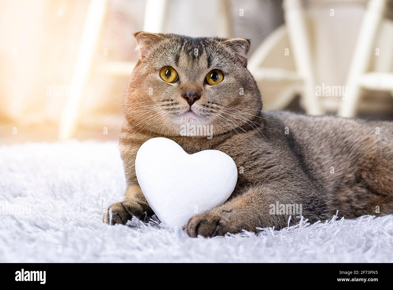 Marrone Scottish Fold gatto con cuore bianco tra le zampe sul tappeto. Cuore come simbolo della ricerca del tuo compagno di anima. Il gatto sta cercando una ragazza Foto Stock