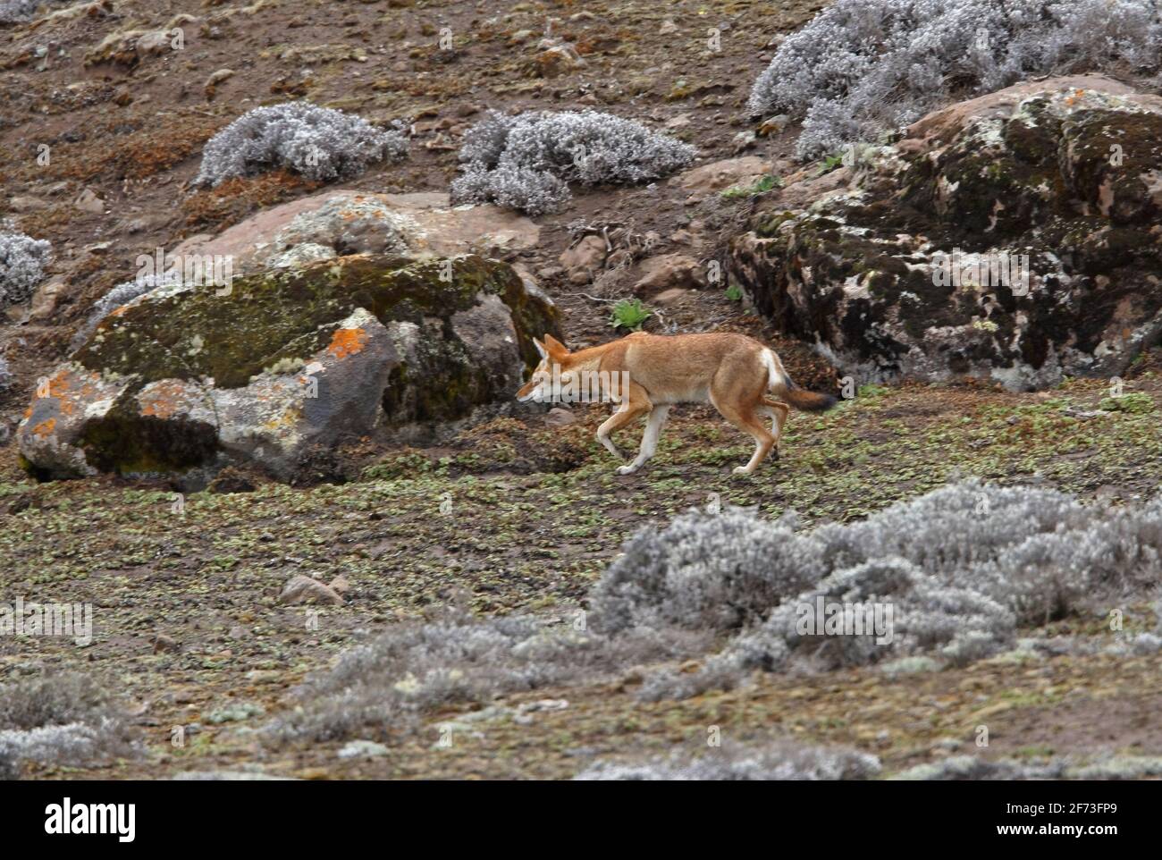 Lupo etiope (Canis simensis) adulto che si stalking sulla brughiera Bale Mountains NP, Etiopia Aprile Foto Stock