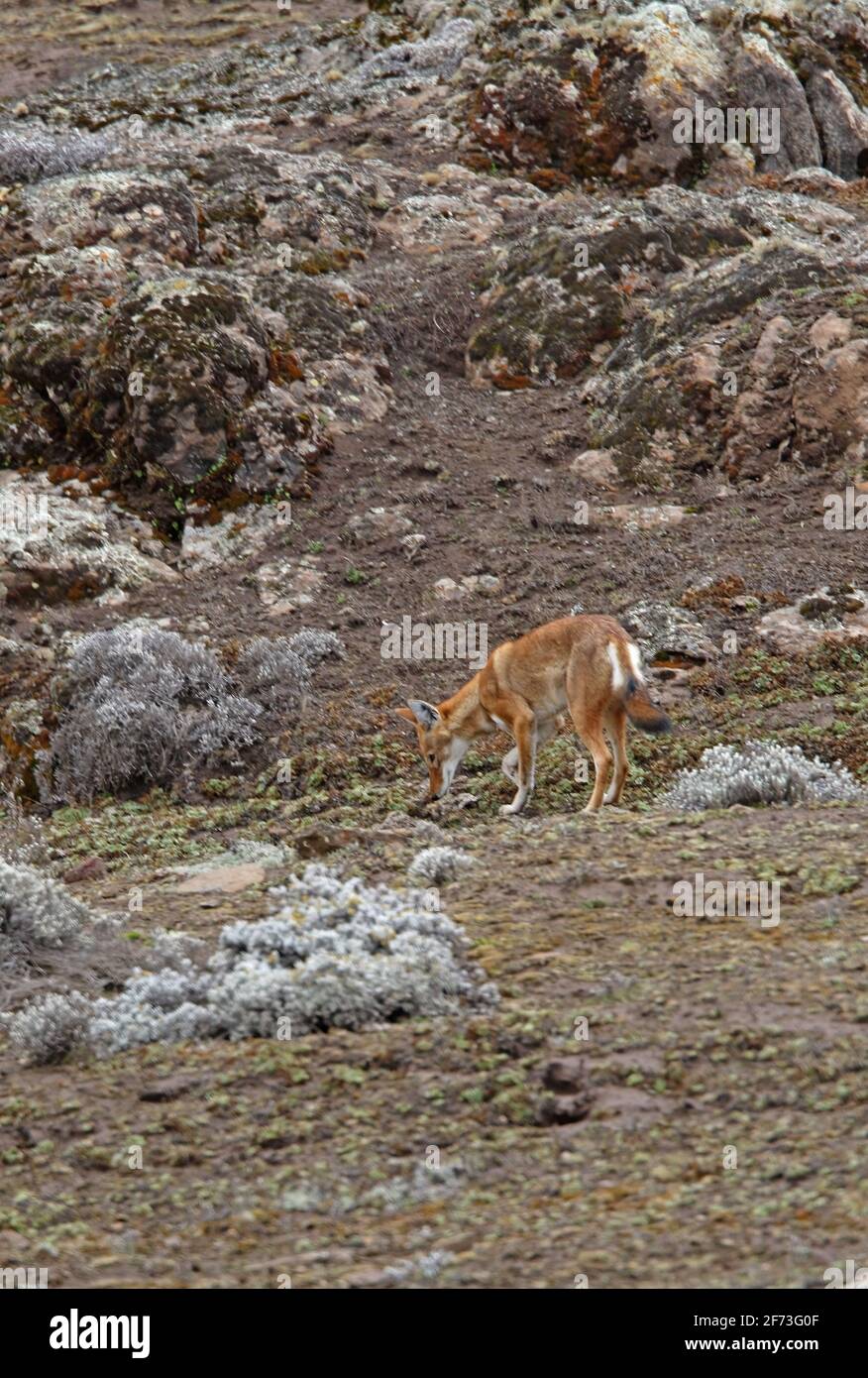 Lupo etiope (Canis simensis) terreno adulta odorante sulla brughiera Bale Mountains NP, Etiopia Aprile Foto Stock