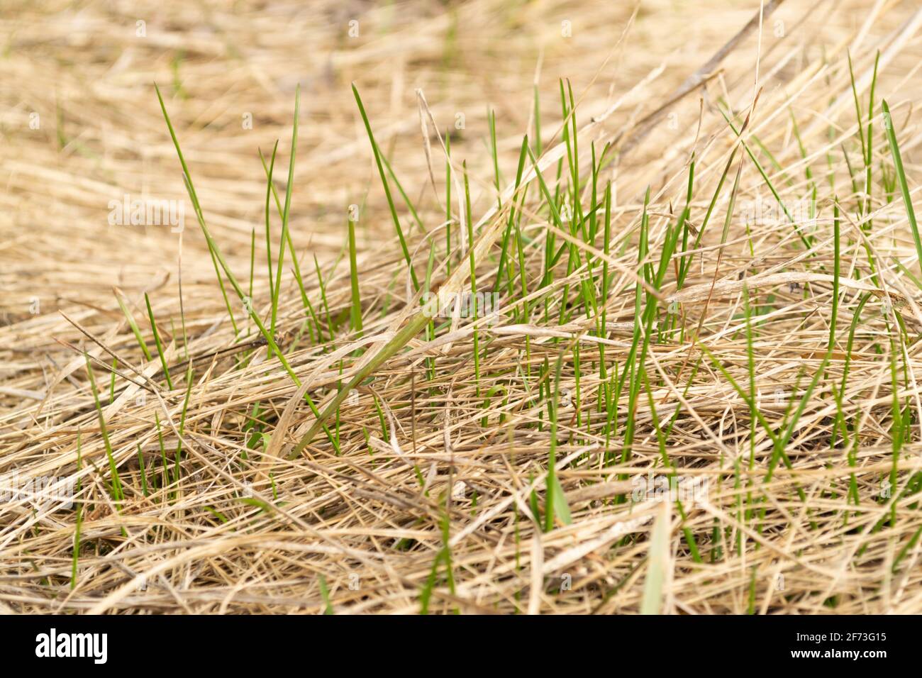 Erba verde fresca germogli attraverso l'erba secca dello scorso anno Foto Stock
