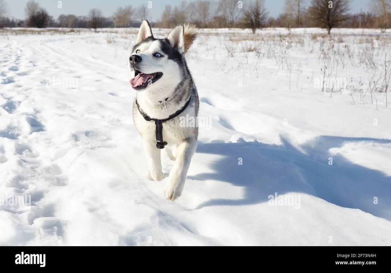 Cane Husky che corre nella neve. Husky siberiano con occhi blu sul campo invernale Foto Stock