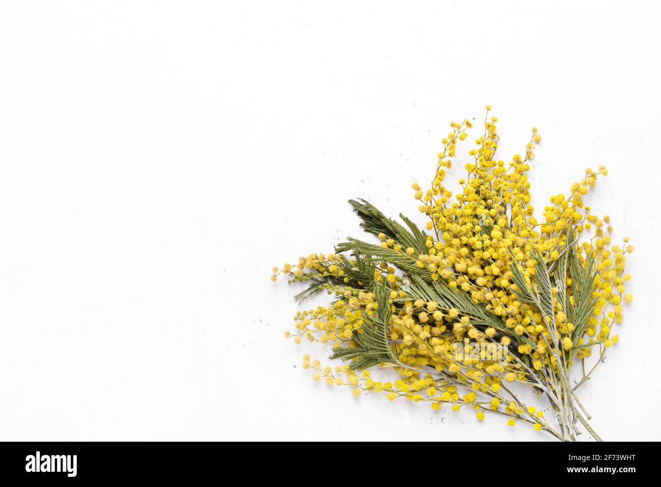 Bella fioritura mimosa rami su sfondo bianco Foto Stock